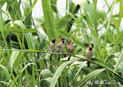 像麻雀的鳥|形似麻雀的黑嘴嗶仔 斑文鳥